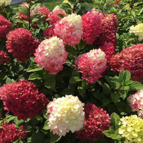 Hydrangea, Proven Winners® Little Lime Punch® Hydrangea