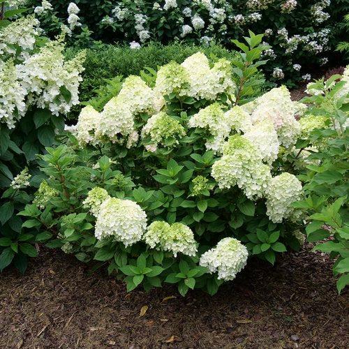 Hydrangea, Proven Winners® Little Lime Punch® Hydrangea - Image 2