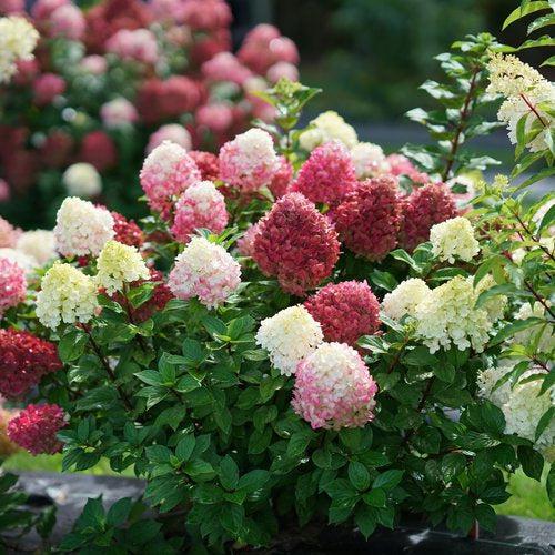 Hydrangea, Proven Winners® Little Lime Punch® Hydrangea - Image 3