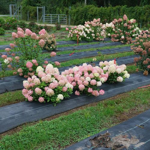 Hydrangea, Proven Winners® Fire Light Tidbit® Hydrangea - Image 2