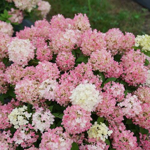 Hydrangea, Proven Winners® Fire Light Tidbit® Hydrangea - Image 3