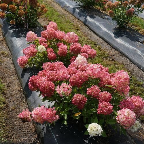Hydrangea, Proven Winners® Fire Light Tidbit® Hydrangea - Image 4