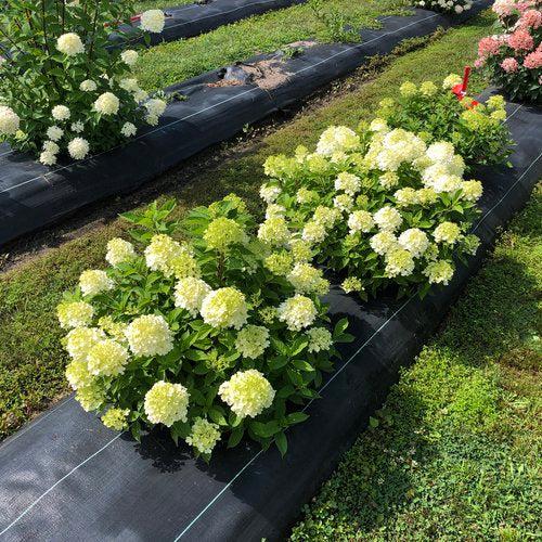 Hydrangea, Proven Winners® Fire Light Tidbit® Hydrangea - Image 5