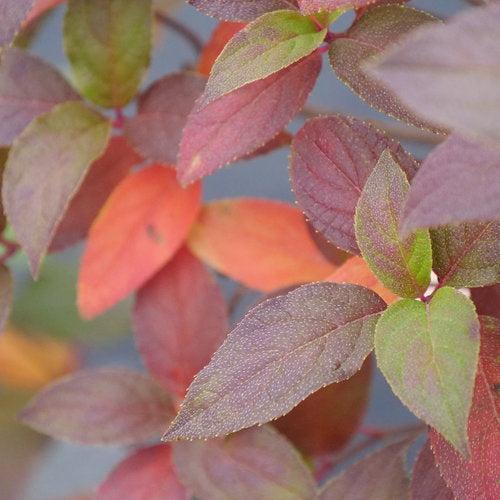 Hydrangea, Proven Winners® Fire Light Tidbit® Hydrangea - Image 6