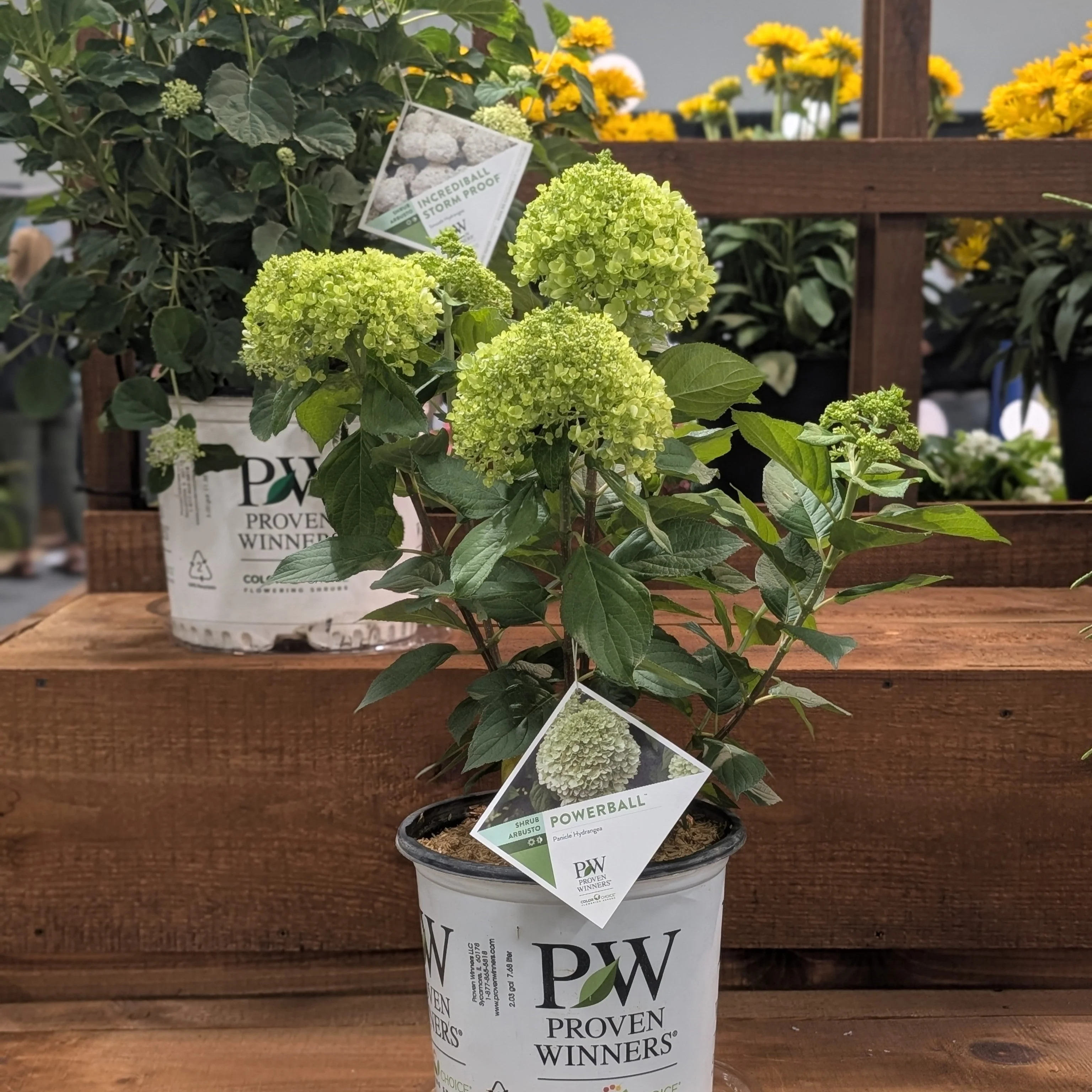 Hydrangea, PW® Powerball™ Hydrangea - Image 2