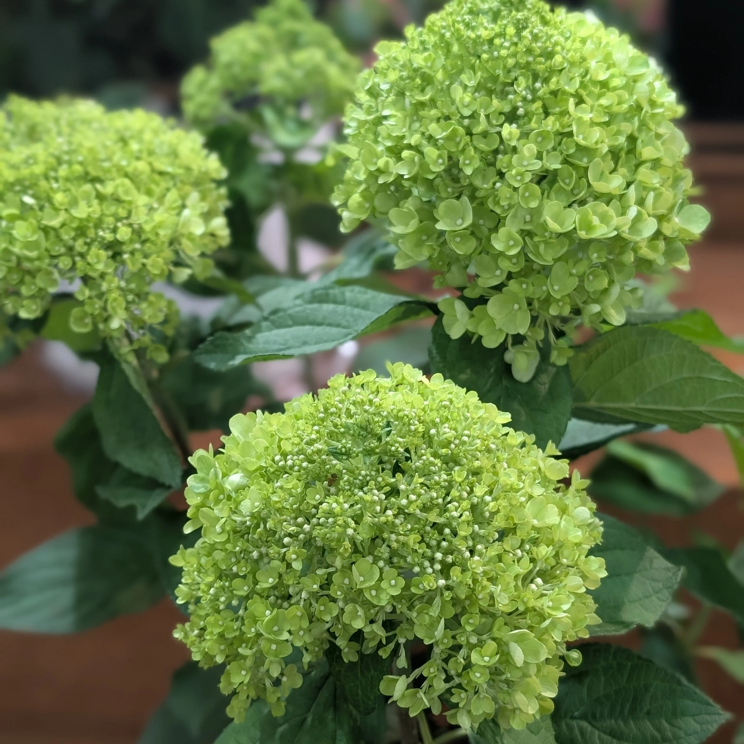 Hydrangea, PW® Powerball™ Hydrangea - Image 3