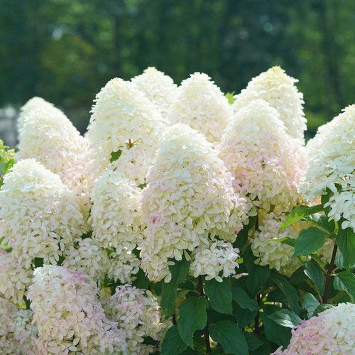 Hydrangea, Quick Fire Fab® Hydrangea - Image 11