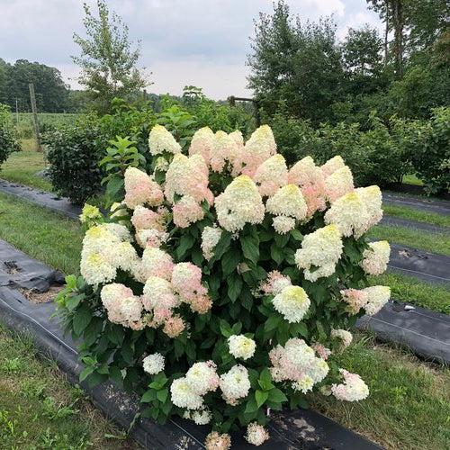 Hydrangea, Quick Fire Fab® Hydrangea - Image 2
