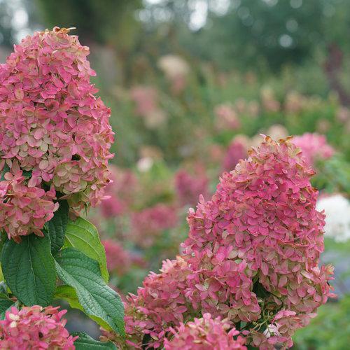 Hydrangea, Quick Fire Fab® Hydrangea - Image 3