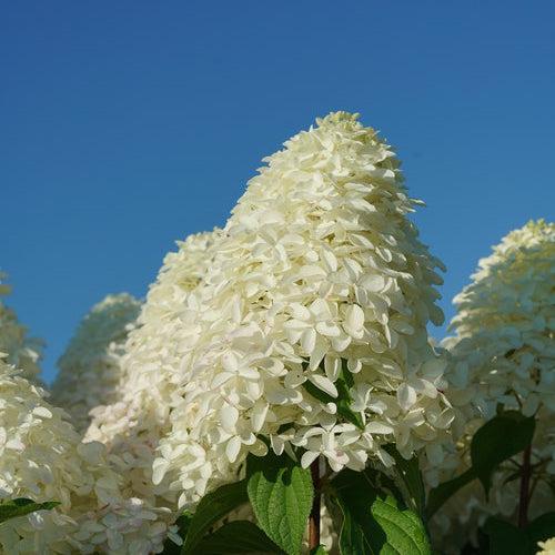 Hydrangea, Quick Fire Fab® Hydrangea - Image 5