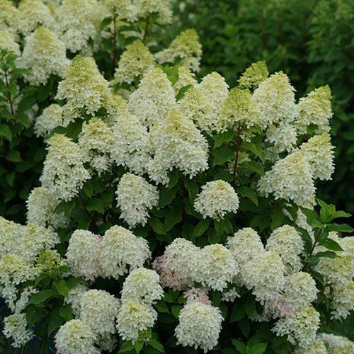 Hydrangea, Quick Fire Fab® Hydrangea - Image 6