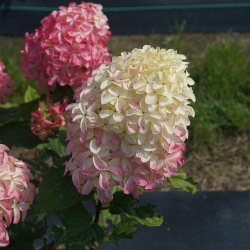 Hydrangea, Quick Fire Fab® Hydrangea - Image 7