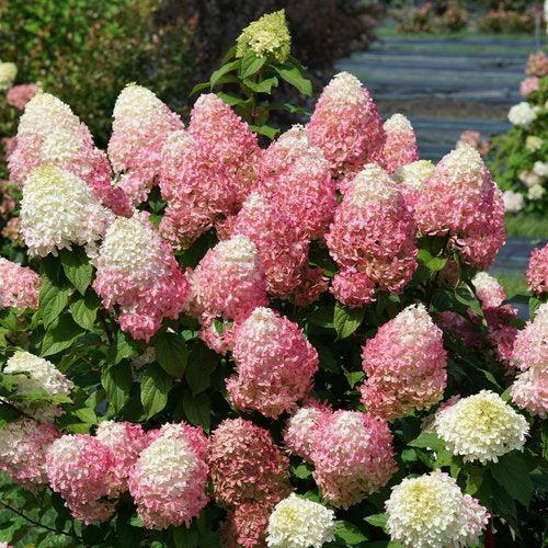 Hydrangea, Quick Fire Fab® Hydrangea - Image 8
