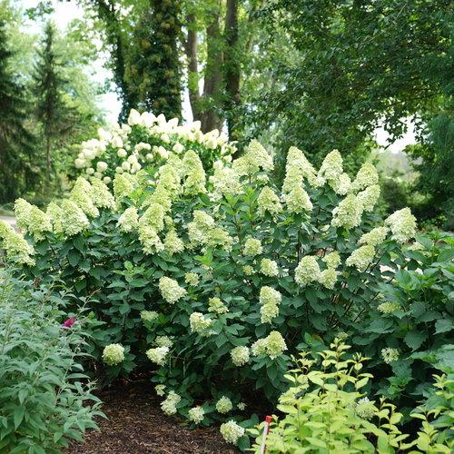 Hydrangea, Proven Winners® Limelight Prime® Hydrangea