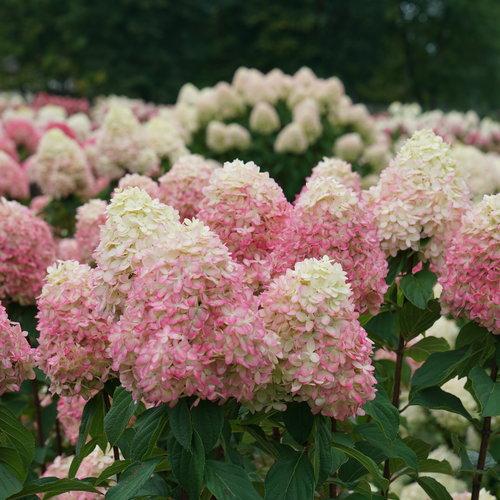 Hydrangea, Proven Winners® Limelight Prime® Hydrangea - Image 2