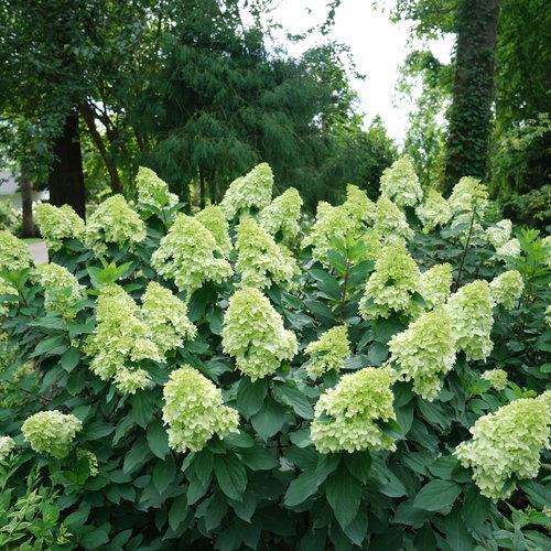 Hydrangea, Proven Winners® Limelight Prime® Hydrangea - Image 3