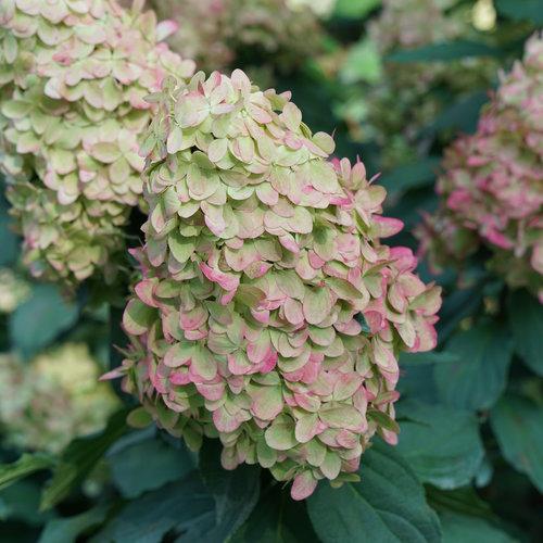 Hydrangea, Proven Winners® Limelight Prime® Hydrangea - Image 4
