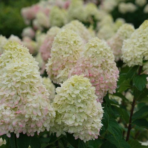 Hydrangea, Proven Winners® Limelight Prime® Hydrangea - Image 5