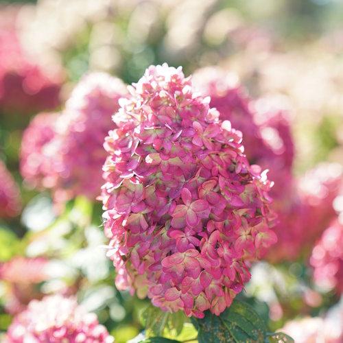 Hydrangea, Proven Winners® Limelight Prime® Hydrangea - Image 6
