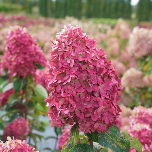Hydrangea, Proven Winners® Limelight Prime® Hydrangea - Image 7