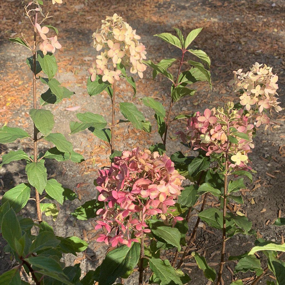 Hydrangea, Proven Winners® Limelight Prime® Hydrangea - Image 8