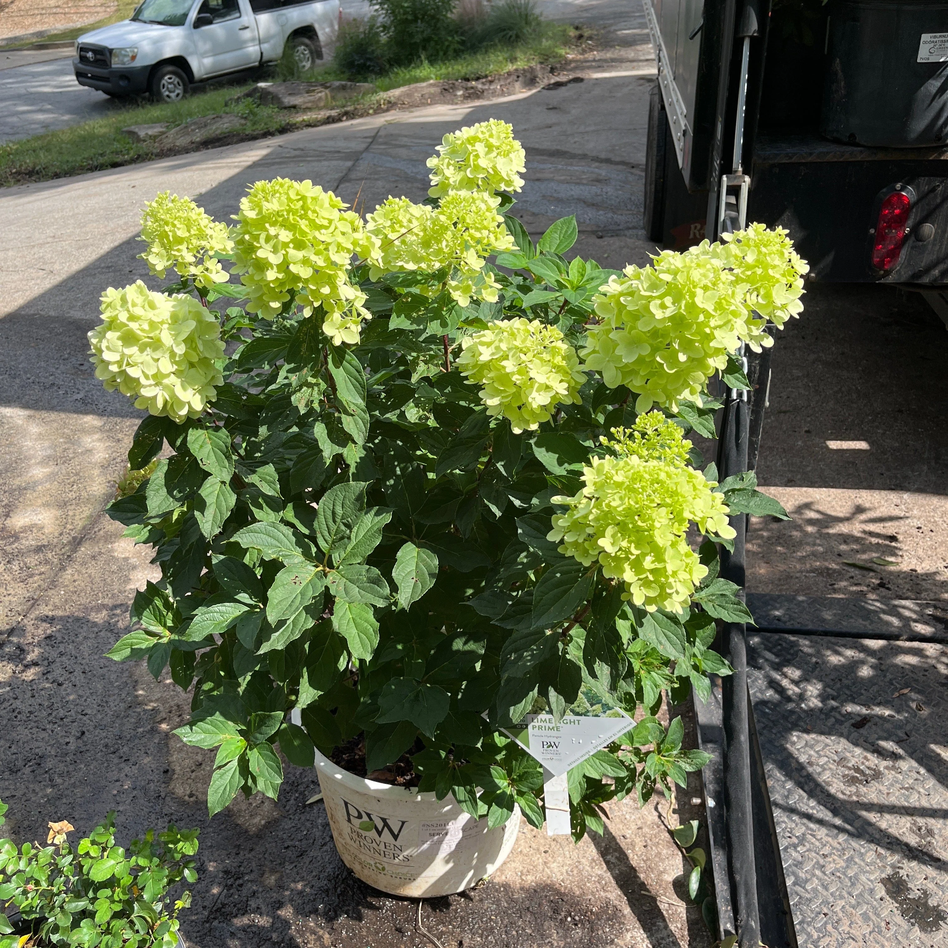 Hydrangea, Proven Winners® Limelight Prime® Hydrangea - Image 9