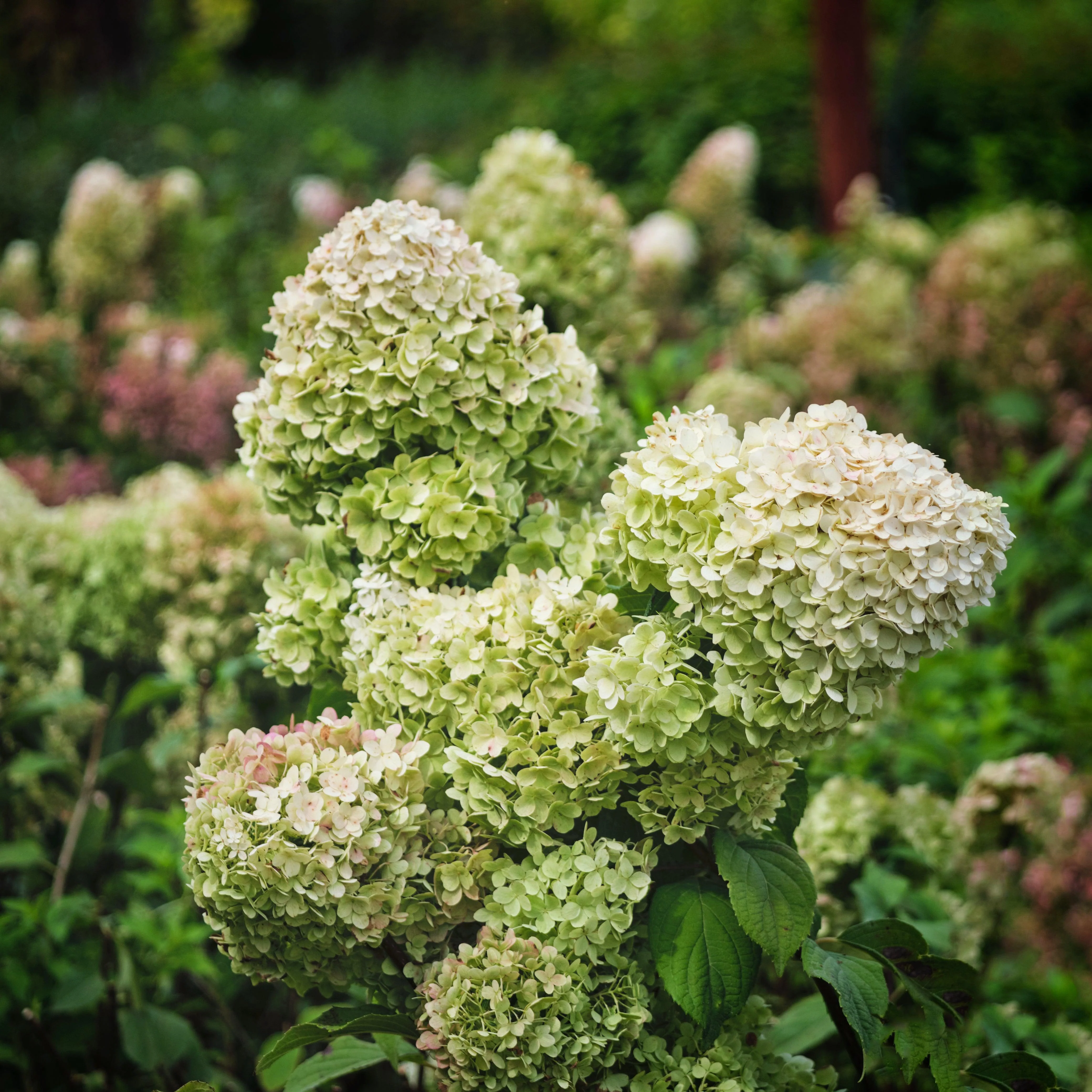 Hydrangea, Tiny Quick Fire® Hydrangea - Image 2
