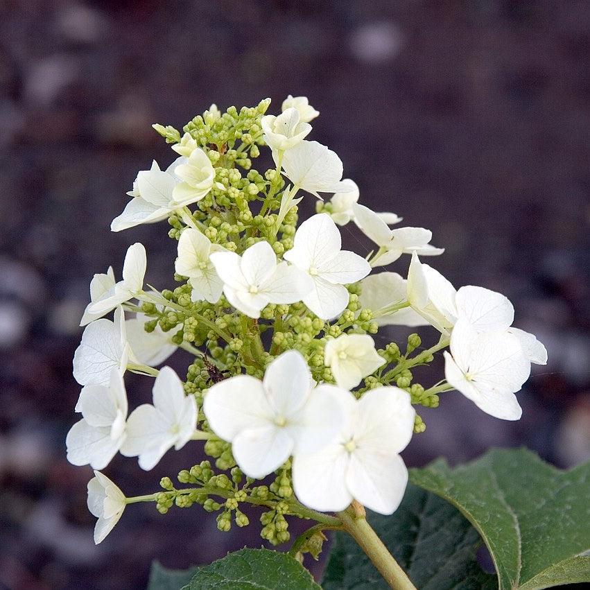 Hydrangea, Pee Wee Oakleaf Hydrangea - Image 2