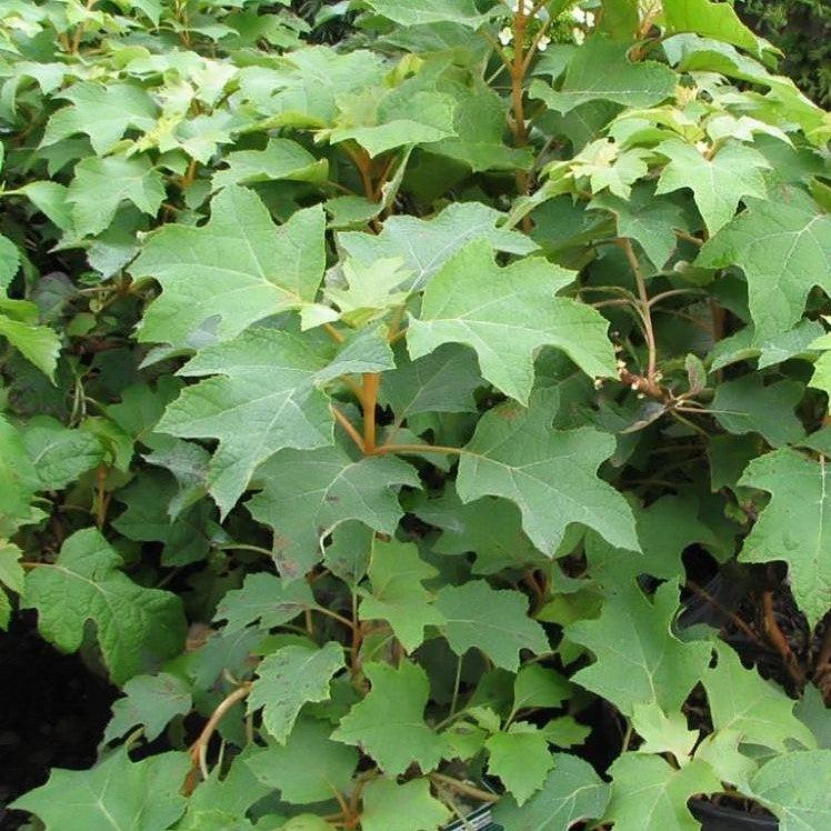Hydrangea, Pee Wee Oakleaf Hydrangea - Image 3