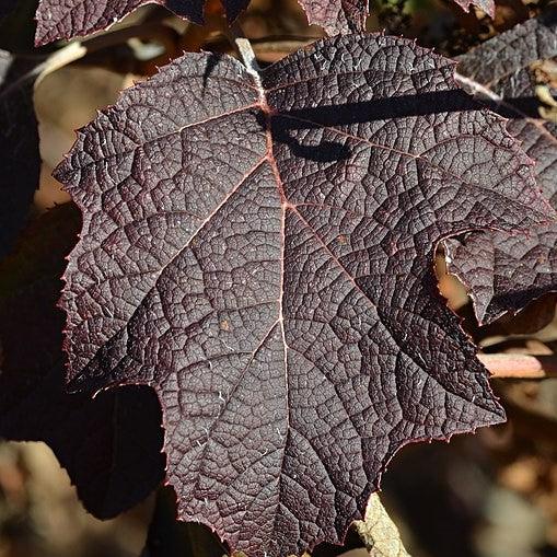 Hydrangea, Pee Wee Oakleaf Hydrangea - Image 4