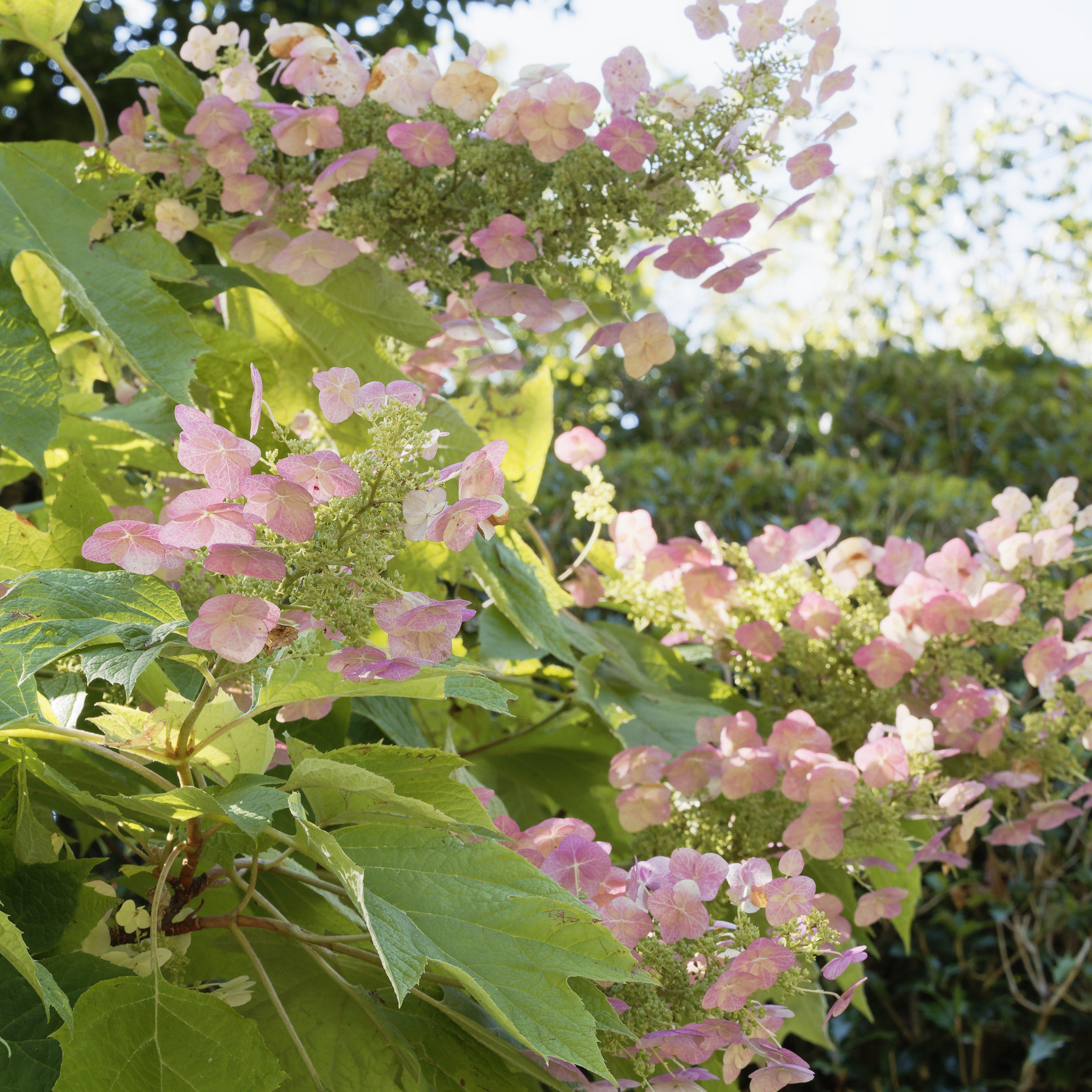 Hydrangea, First Editions® Jetstream Oakleaf Hydrangea