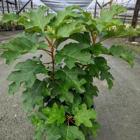 Hydrangea, First Editions® Jetstream Oakleaf Hydrangea - Image 2