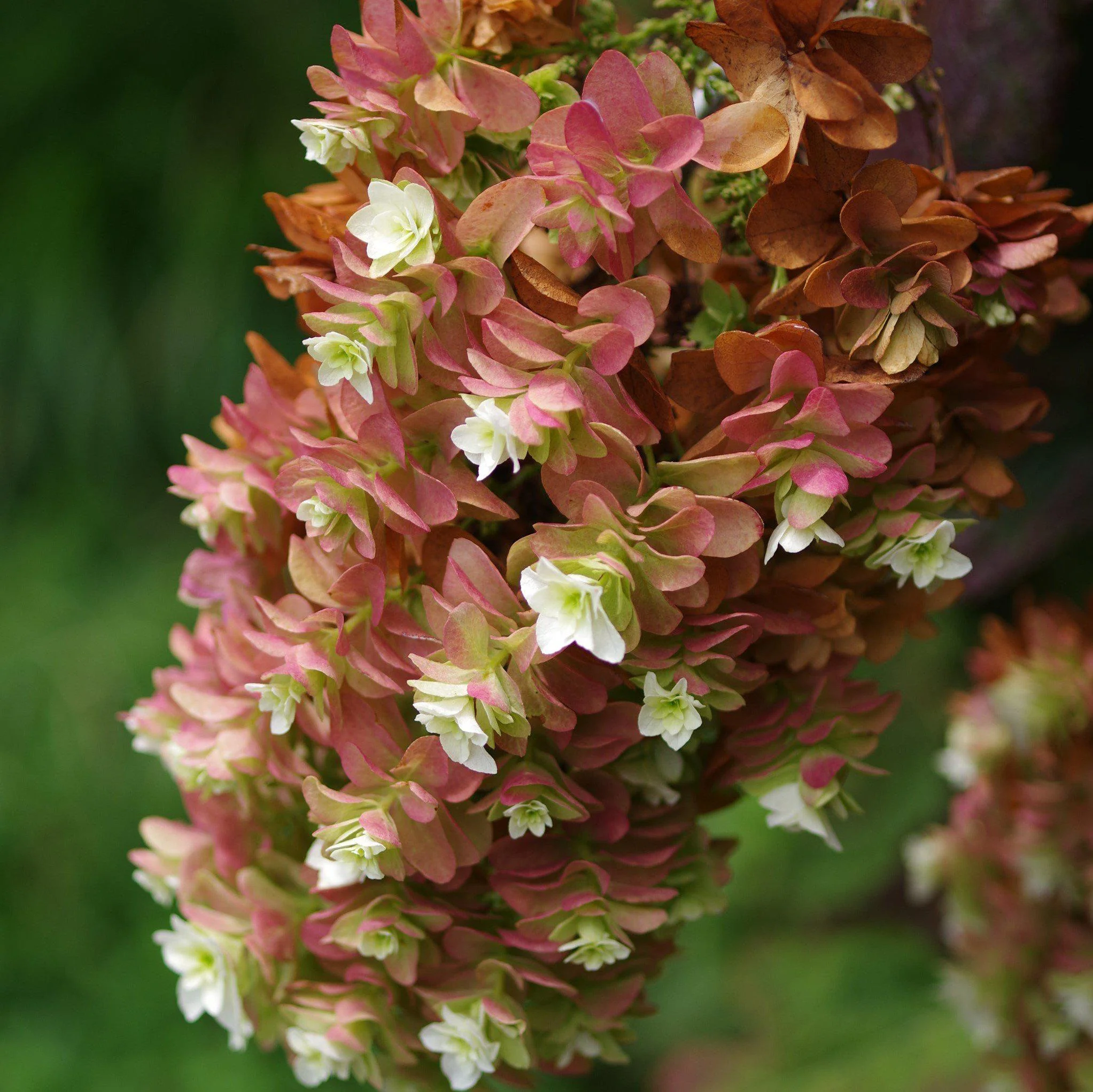 Hydrangea, Snowcicle Hydrangea