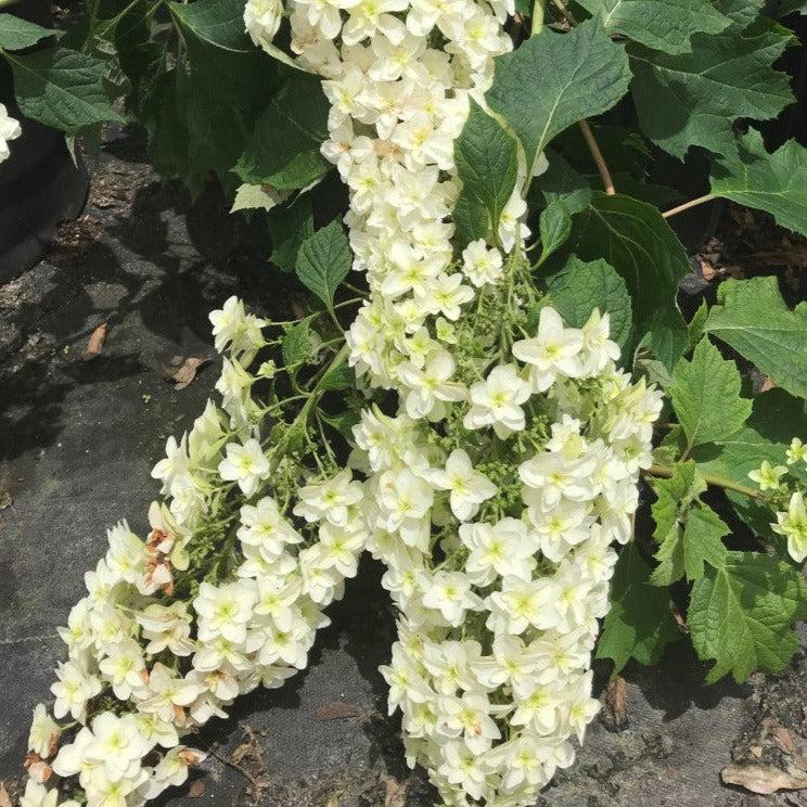 Hydrangea, Snowcicle Hydrangea - Image 2