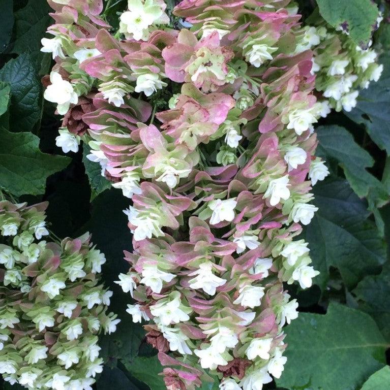 Hydrangea, Snowcicle Hydrangea - Image 3