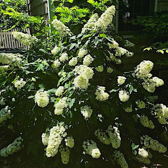 Hydrangea, Snowcicle Hydrangea - Image 6
