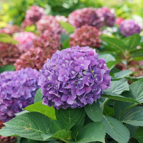 Hydrangea, Let's Dance ¡Arriba! Compact Reblooming Macrophylla x Serrata Hybrid Hydrangea