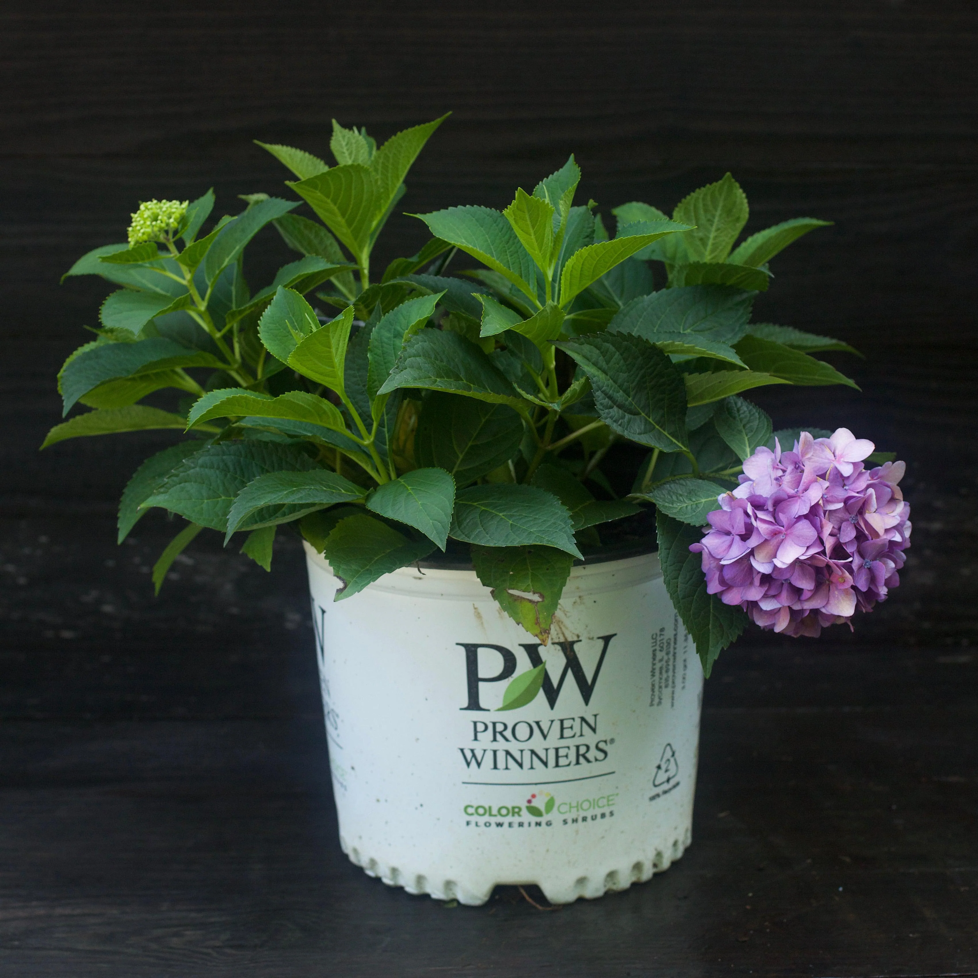Hydrangea, Let's Dance ¡Arriba! Compact Reblooming Macrophylla x Serrata Hybrid Hydrangea - Image 2