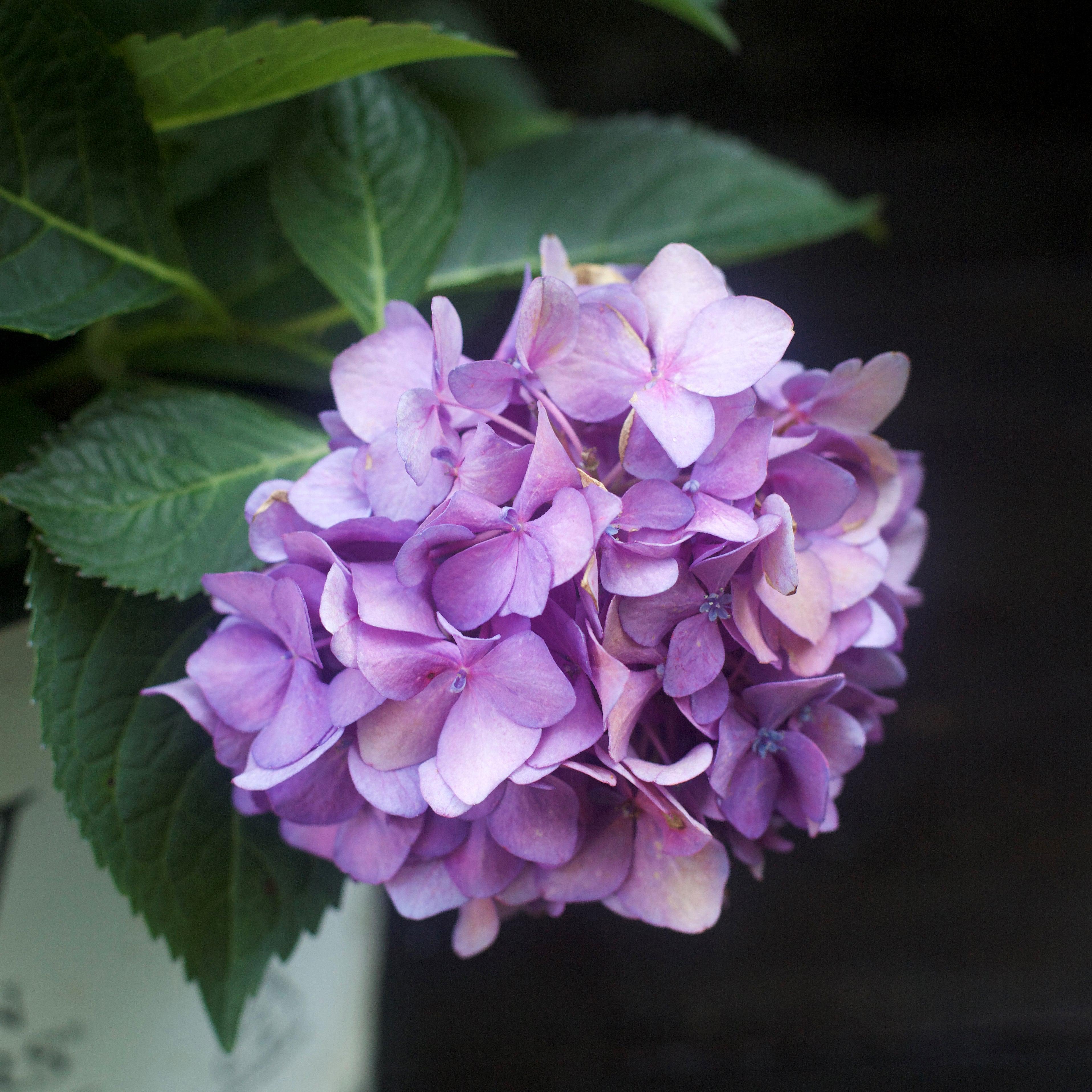 Hydrangea, Let's Dance ¡Arriba! Compact Reblooming Macrophylla x Serrata Hybrid Hydrangea - Image 3