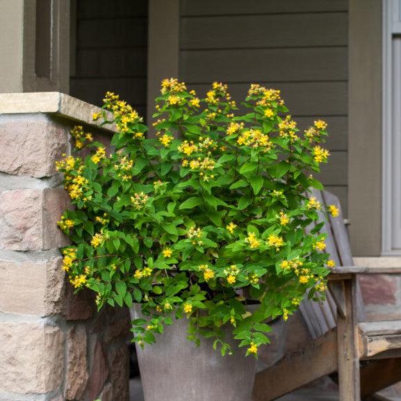 St. John's Wort, First Editions® Pumpkin St. John's Wort - Image 3