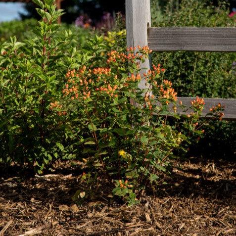 St. John's Wort, First Editions® Pumpkin St. John's Wort - Image 4