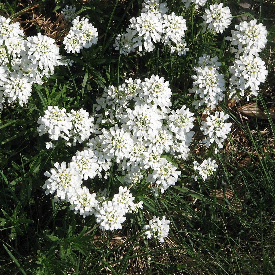 Candytuft, Snowsurfer™ Candytuft - Image 3
