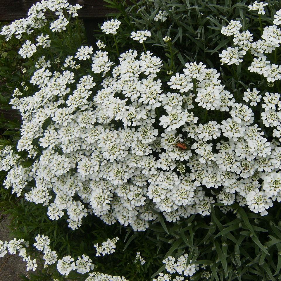 Candytuft, Snowsurfer™ Candytuft - Image 4