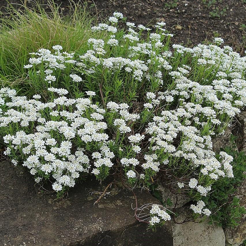 Candytuft, Snowsurfer™ Candytuft - Image 5