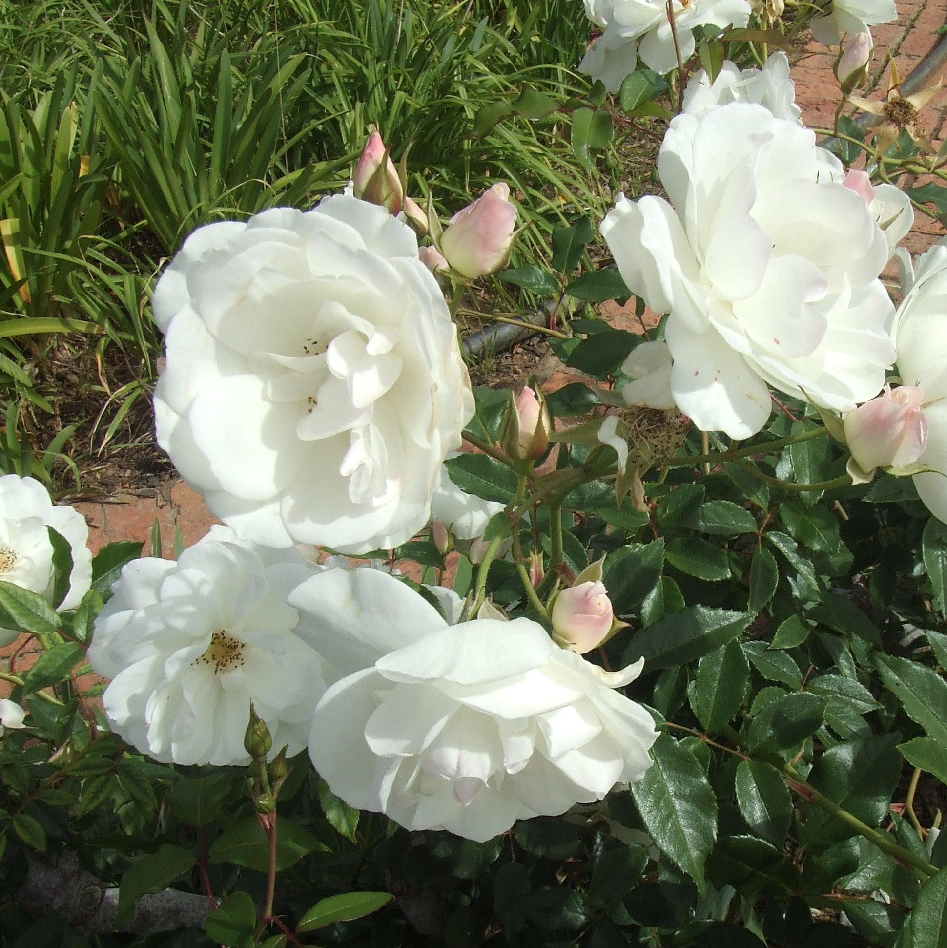 Rose, Iceberg Rose - Image 3