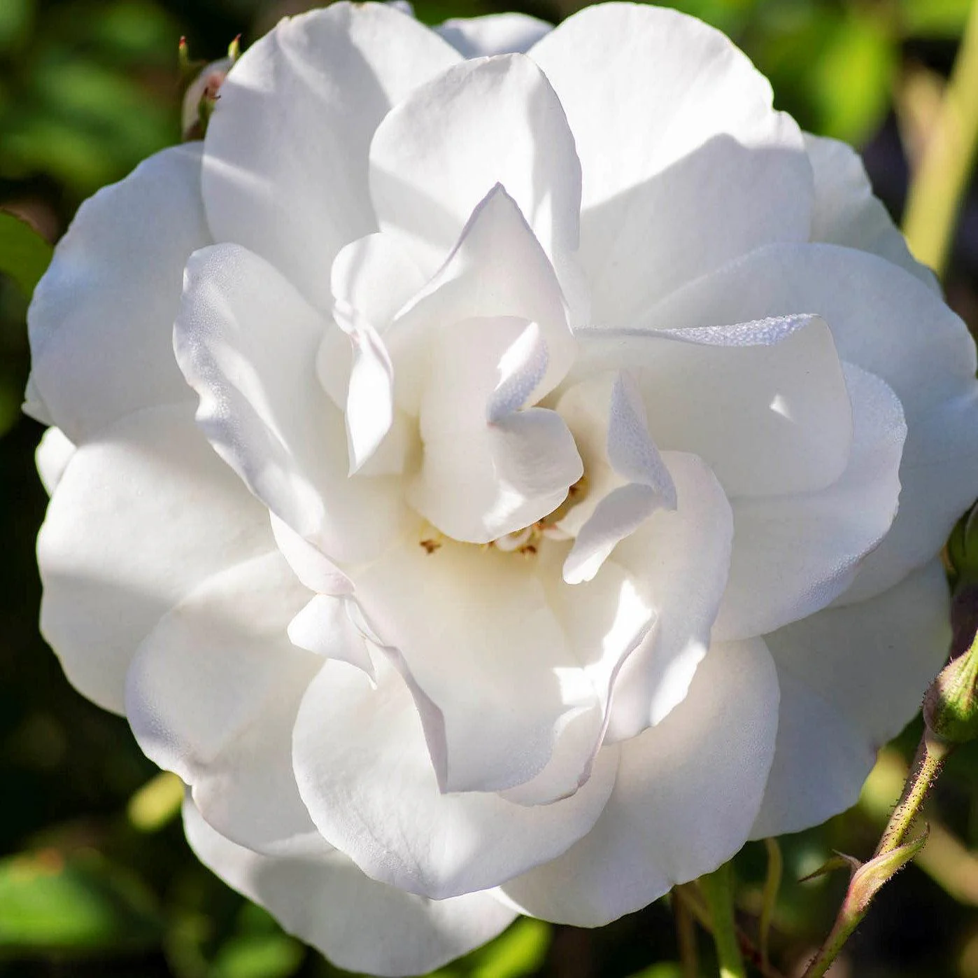 Rose, Iceberg Rose - Image 5