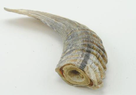Icelandic+ Small Lamb Horn with Marrow Dog Treat - Image 4