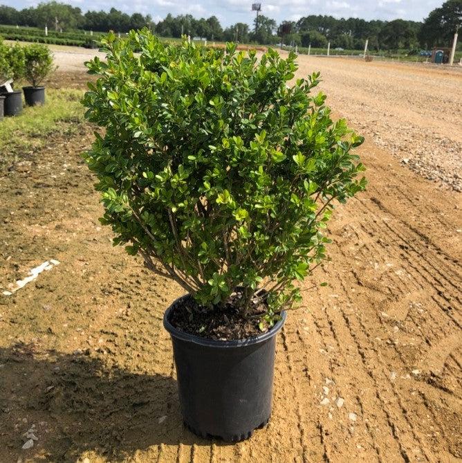 Holly, Compact Japanese Holly - Image 2