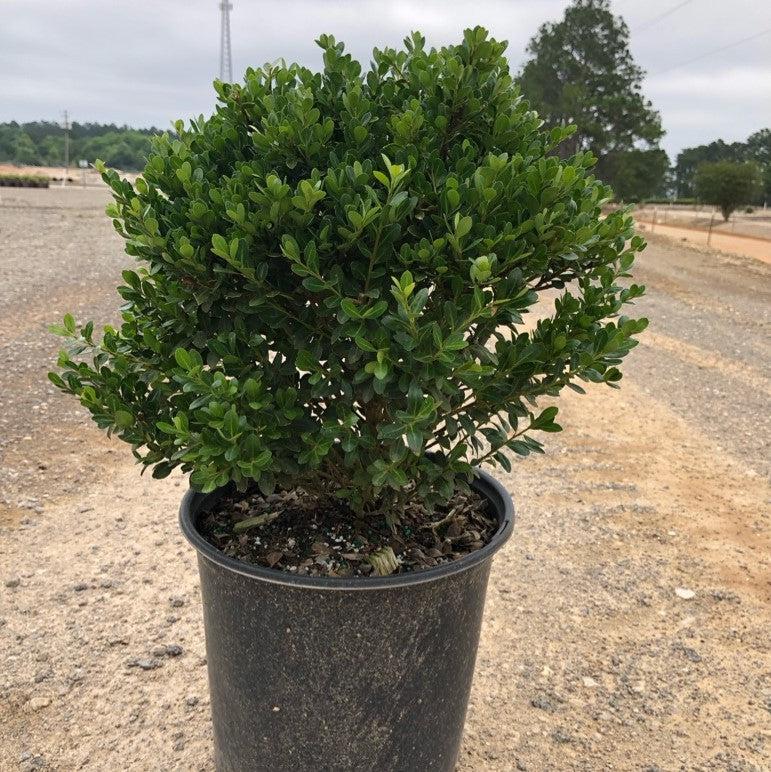 Holly, Compact Japanese Holly - Image 3