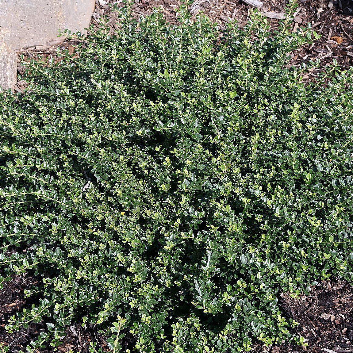 Holly, Helleri Japanese Holly
